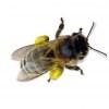apis