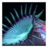 biodar
