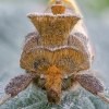 mullein
