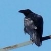 ravenheart