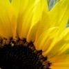 sunny3